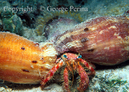 Anemone Hermit Crab