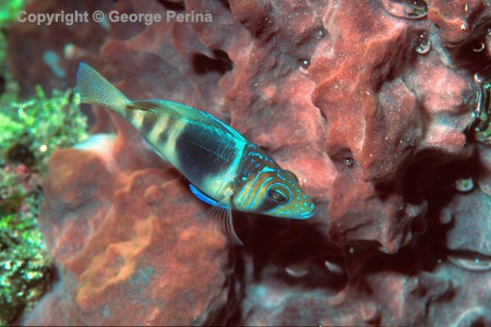 Barred Hamlet