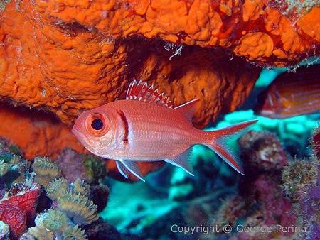 Blackbar Soldierfish