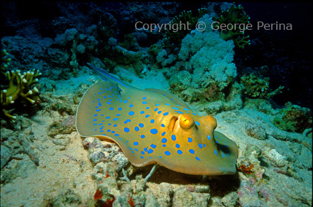 Blue-spotted Ray