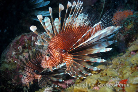 Caribbean Lionfish