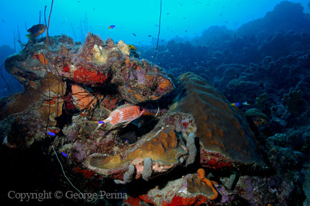 Coral Reef Squirrelfish