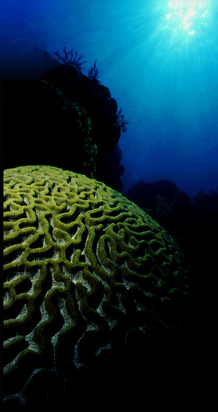 Brain Coral