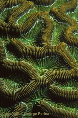 Brain Coral