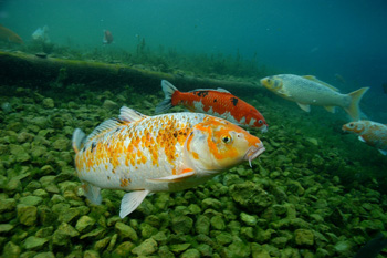 Japanese Carp
