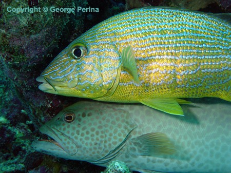 Cleaner Wrasse