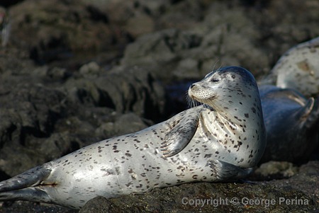 Silvery Contentment