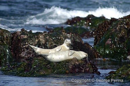 Seal Playmates