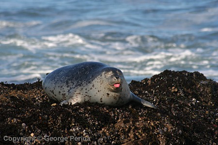 Seal Tongue