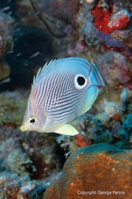 Foureye Butterflyfish