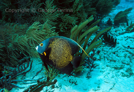 French Angelfish