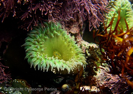 Giant Green Anemone