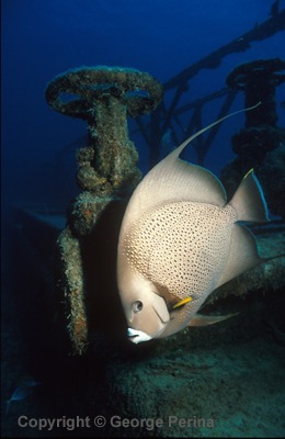 Grey Angelfish