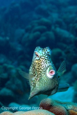 Honeycomb Cowfish