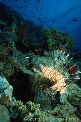 Lionfish