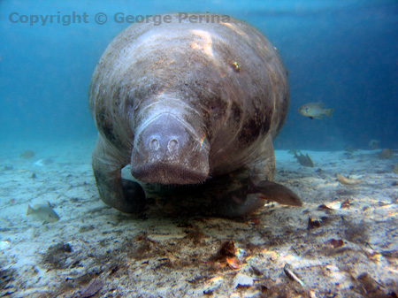 Manatee