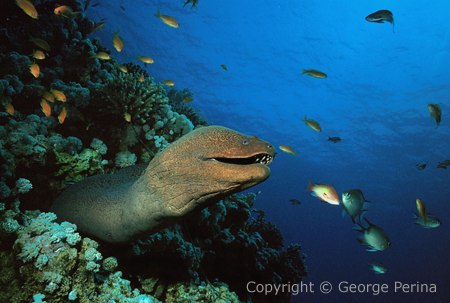 Moray Eel