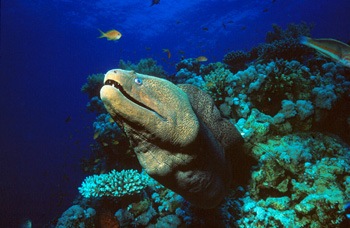 Moray Eel