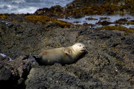 Pup Seal Sleeping