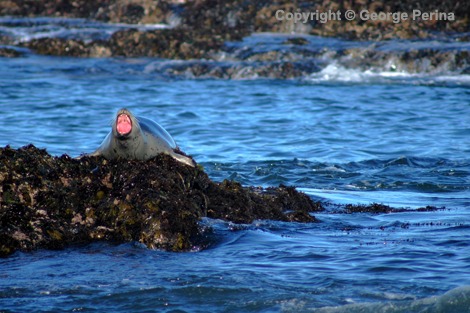 Seal Yawn