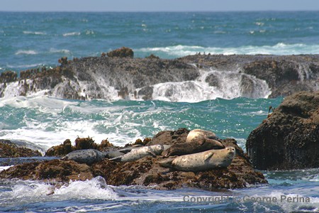 Seals On The Rocks