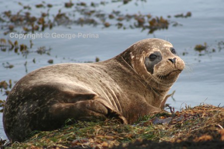 Masked Seal