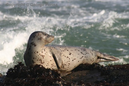 Seal Whiskers