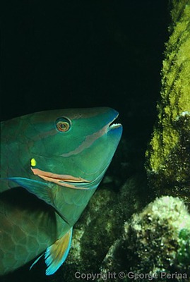 Stoplight Parrotfish