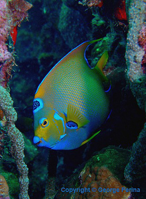 Queen Angelfish