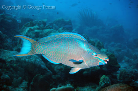 Queen Parrotfish