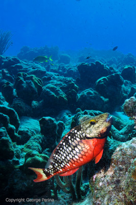 Stoplight Parrotfish