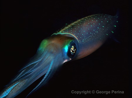 Reef Squid