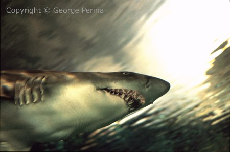 Sand Tiger Shark