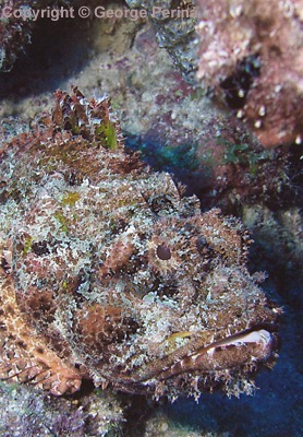 Scorpionfish