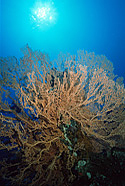 Giant Sea Fan