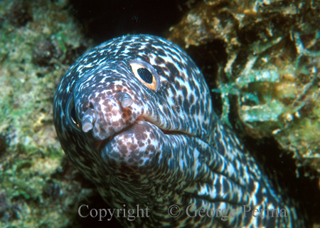 Spotted Eel