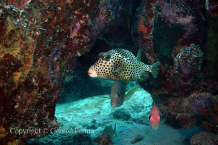 Spotted Trunkfish