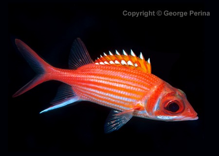 Longjaw Squirrelfish