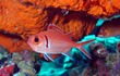 Blackbar Soldierfish