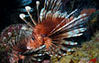 Caribbean Lionfish