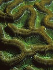 Brain Coral