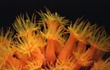 Orange Cup Corals