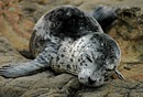 Sleeping Seal Pup