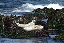 Seal Playmates