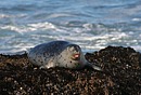 Seal Tongue