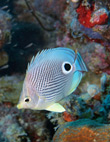 Foureye Butterflyfish