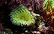 Green Anemone