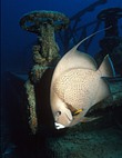 Grey Angelfish