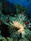 Lionfish