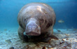 Manatee